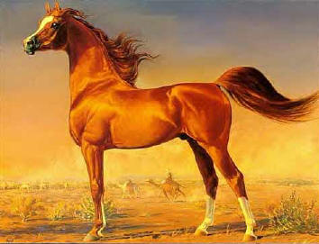 arabian_horse