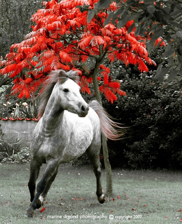 Autumn__by_Grouillote