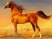 arabian_horse